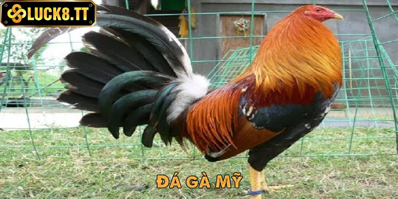 Sảnh đá gà Luck8 cung cấp nhiều hình thức chơi siêu hot hiện nay