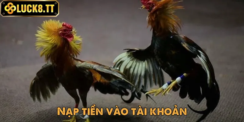 Hướng dẫn vào sảnh đá gà Luck8 dễ